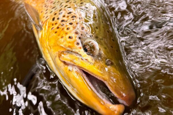 brown trout in the water