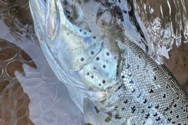 lake run brown trout